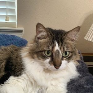 Meet your Posher, Kim